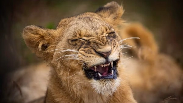 A lion in Nairobi national park